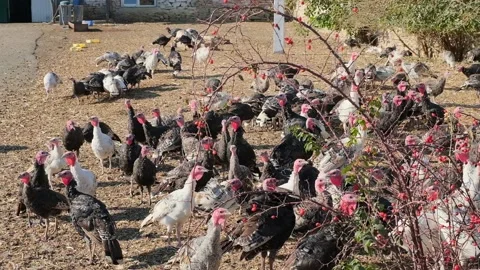Thousands of turkeys graze in the pasture Stock Footage 166144881