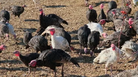 Thousands of turkeys graze in the pasture Stock Footage 166144898