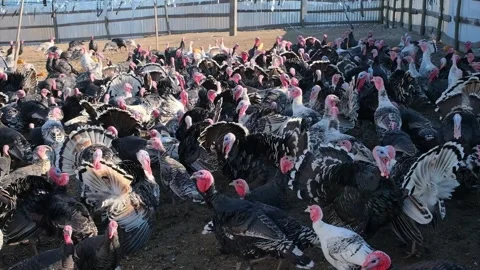 Thousands of turkeys graze in the pasture Stock Footage 166144911