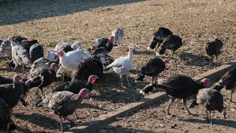 Thousands of turkeys graze in the pasture Stock Footage 166144913