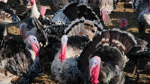 Thousands of turkeys graze in the pasture Stock Footage 166144972