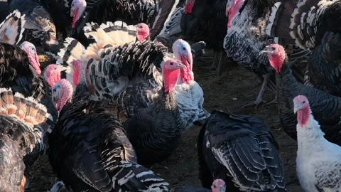 Thousands of turkeys graze in the pasture Stock Footage 166144977
