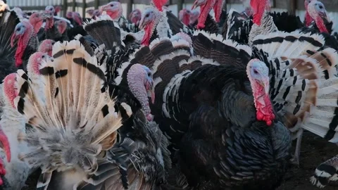 Thousands of turkeys graze in the pasture Stock Footage 166144991