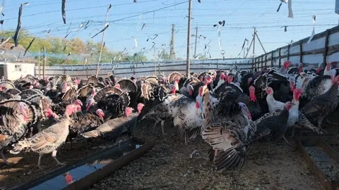 Thousands of turkeys graze in the pasture Stock Footage 166144993