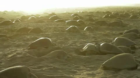 Thousands of turtles on beach Stock Footage 8980654
