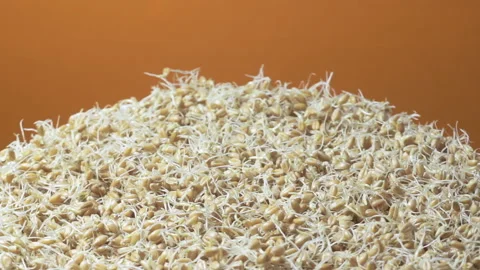 Thousands Of Wheat Sprouts Rotating To Present A Healthy Life Of Vegan. Looped Stock Footage 114995262