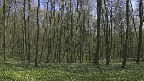 Thousands of white anemones in the Spring Forest, 8K Stock Footage 164186852