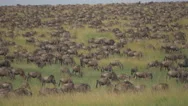 Thousands Of Wildebeest Migrating In Africa Stock Footage