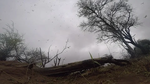 Thousands of winged termites take to flight after rain in South Africa Stock Footage 122060969