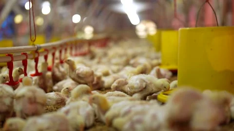 Thousands of young broiler chicks in a modern commercial traditional farm. Stock-Footage 341099957
