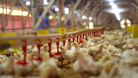 Thousands of young broiler chicks in a modern commercial traditional farm. Stock-Footage 341100104