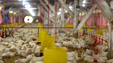 Thousands of young broiler chicks in a modern commercial traditional farm. Stock-Footage 341101336