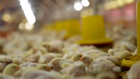 Thousands of young broiler chicks in a modern commercial traditional farm. Stock-Footage 341101577
