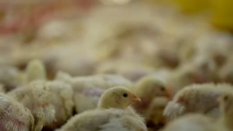 Thousands of young broiler chicks in a modern commercial traditional farm. Stock-Footage 341101796