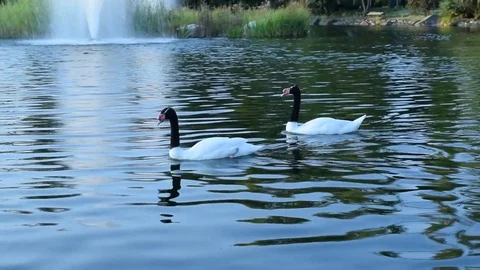 Thow gracious black necked swans and ruddy shelducks in pond Stock Footage 76273312
