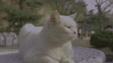 Thr cat show (2) Vídeos de archivo 179991313