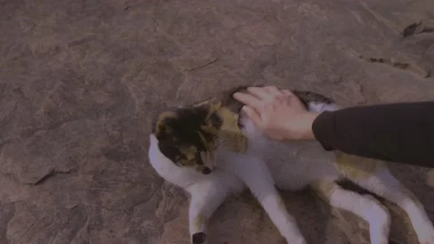 Thr cat show (5) Vídeos de archivo 179992181