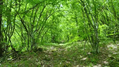 THRACIAN CMPLEXULT CO IN LOCALITY "PROPADA", NEAR MALKO TARNOVO Video stock 282707617