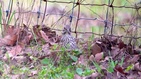 Thrasher Actively Foraging in Leaf Pile - Close View Video stock 306824799
