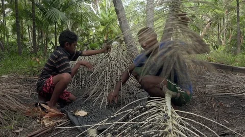 Thrashing bunches of acai Stock Footage 77253109