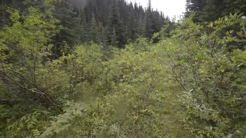 Thrashing through thick willows in bear country, POV Stock Footage 152546526