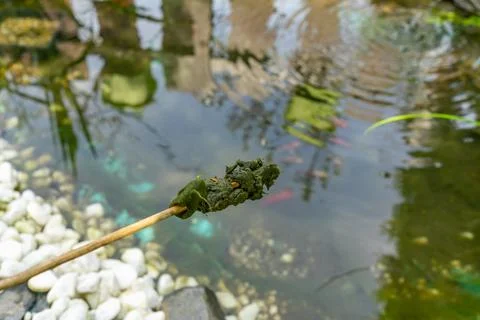 Thread algae plague in the garden pond Stock-Fotos