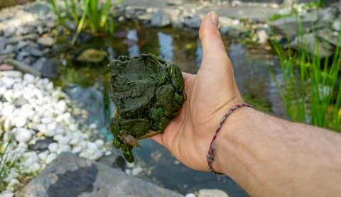 Thread algae plague in the garden pond Stock-Fotos