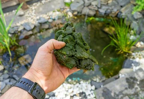 Thread algae plague in the garden pond Stock-Fotos