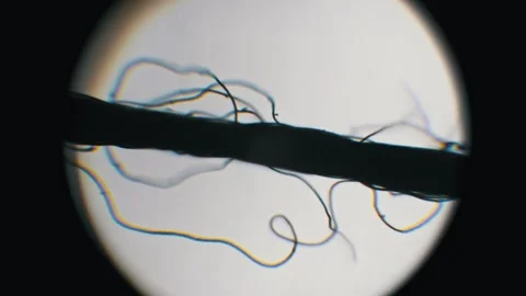 Thread Fibers with Rainbow Light Refraction Macro View Stock Footage 321016162