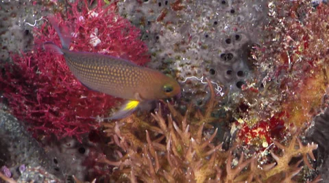 Thread-finned dottyback fleeing on protected deep wall, Manonichthys polynemus, Stock Footage 38338961