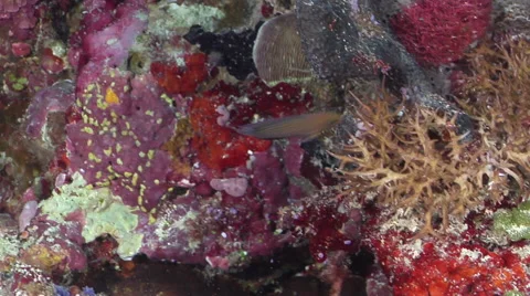 Thread-finned dottyback swimming on protected deep wall, Manonichthys polynemus, Stock Footage 61938558