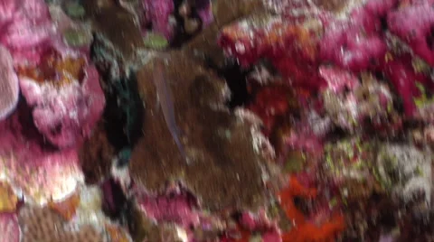 Thread-finned dottyback swimming on protected deep wall, Manonichthys polynemus, Stock Footage 61938636