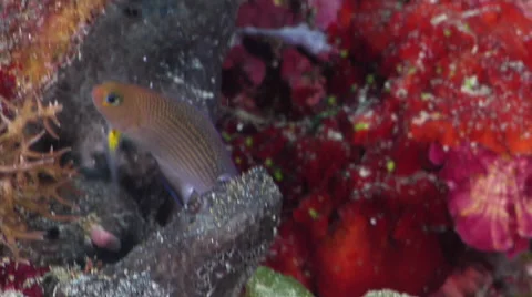 Thread-finned dottyback swimming on protected deep wall, Manonichthys polynemus, Stock Footage 61939793