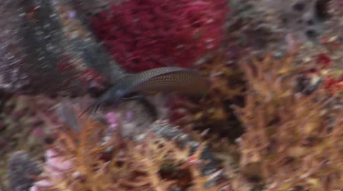 Thread-finned dottyback swimming on protected deep wall, Manonichthys polynemus, Stock Footage 61939877