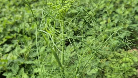 Thread Like Leaves Stage Of Coriander Plant Foliage Close Up 動画素材 338268668