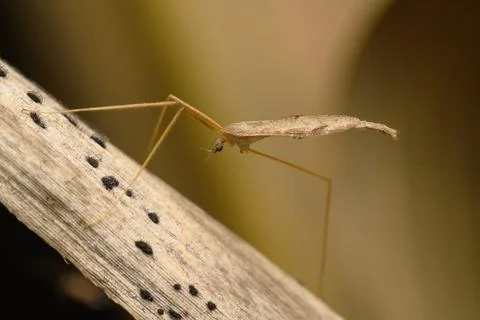 Thread-Legged Bug in Satara Stock Photos