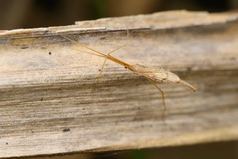Thread-Legged Bug on Wood, Satara, India Stock Photos