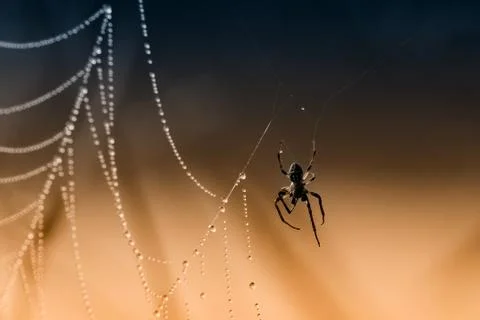 The thread Stock Photos