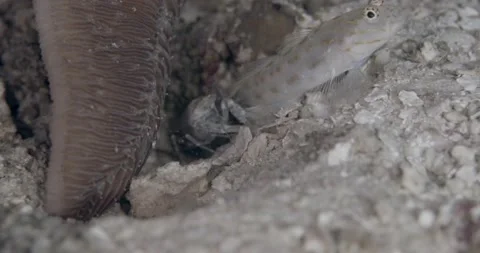 Thread Shrimpgoby (Ctenogobiops mitodes) with snapping shrimp on the sand Stock Footage 146509565