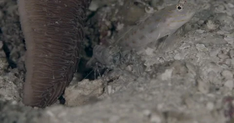 Thread Shrimpgoby (Ctenogobiops mitodes) with snapping shrimp on the sand Stock Footage 146509678
