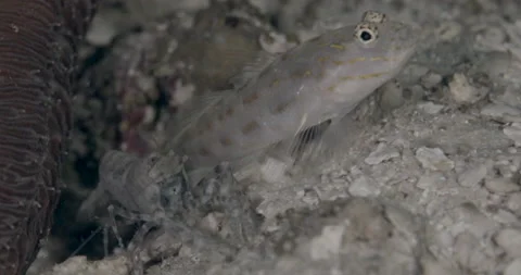 Thread Shrimpgoby (Ctenogobiops mitodes) with snapping shrimp on the sand Stock Footage 146510074