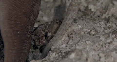 Thread Shrimpgoby (Ctenogobiops mitodes) with snapping shrimp on the sand Video stock 146510130