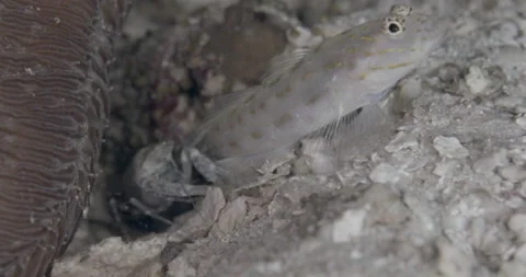 Thread Shrimpgoby (Ctenogobiops mitodes) with snapping shrimp on the sand Stock Footage 146510797