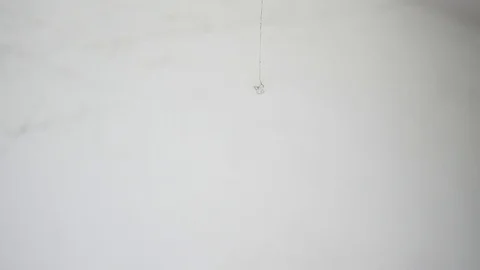 Thread of spider web 動画素材 88784441