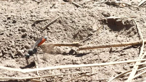 Thread- Waisted Wasp- 4K Stock Footage 131959746