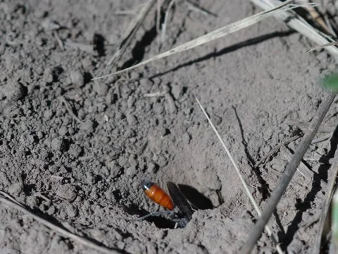 Thread- Waisted Wasp- 6K 動画素材 131958605