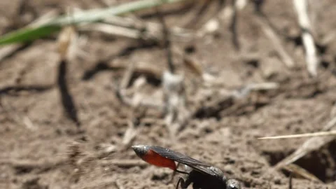 Thread- Waisted Wasp Stock Footage 131914418