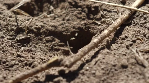 Thread- Waisted Wasp Stock Footage 131918338