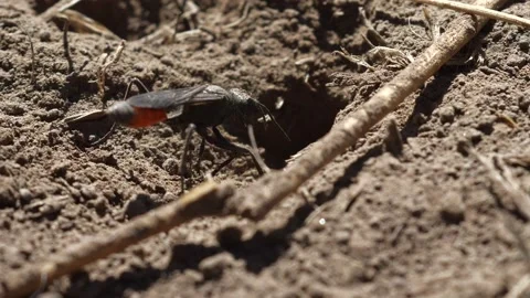 Thread- Waisted Wasp Stock Footage 131920415