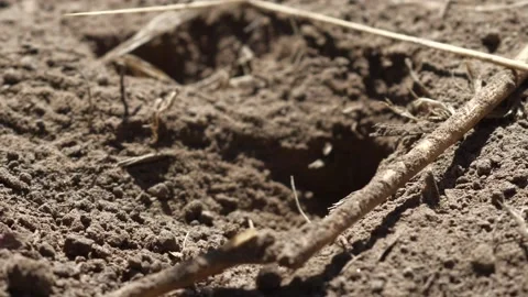 Thread- Waisted Wasp Stock Footage 131921765